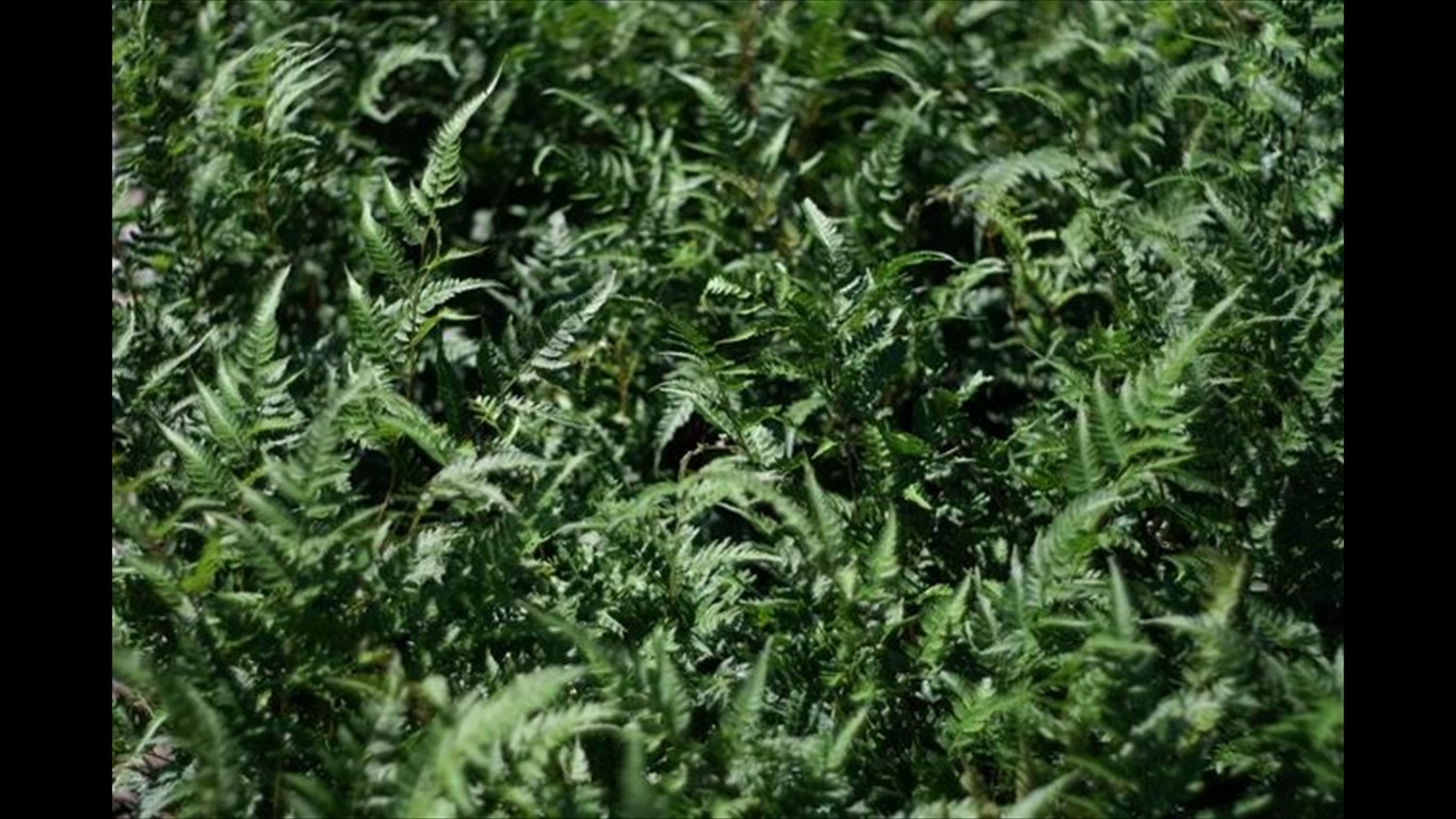 Athyrium filix-femina x niponicum 'Branford Rambler'