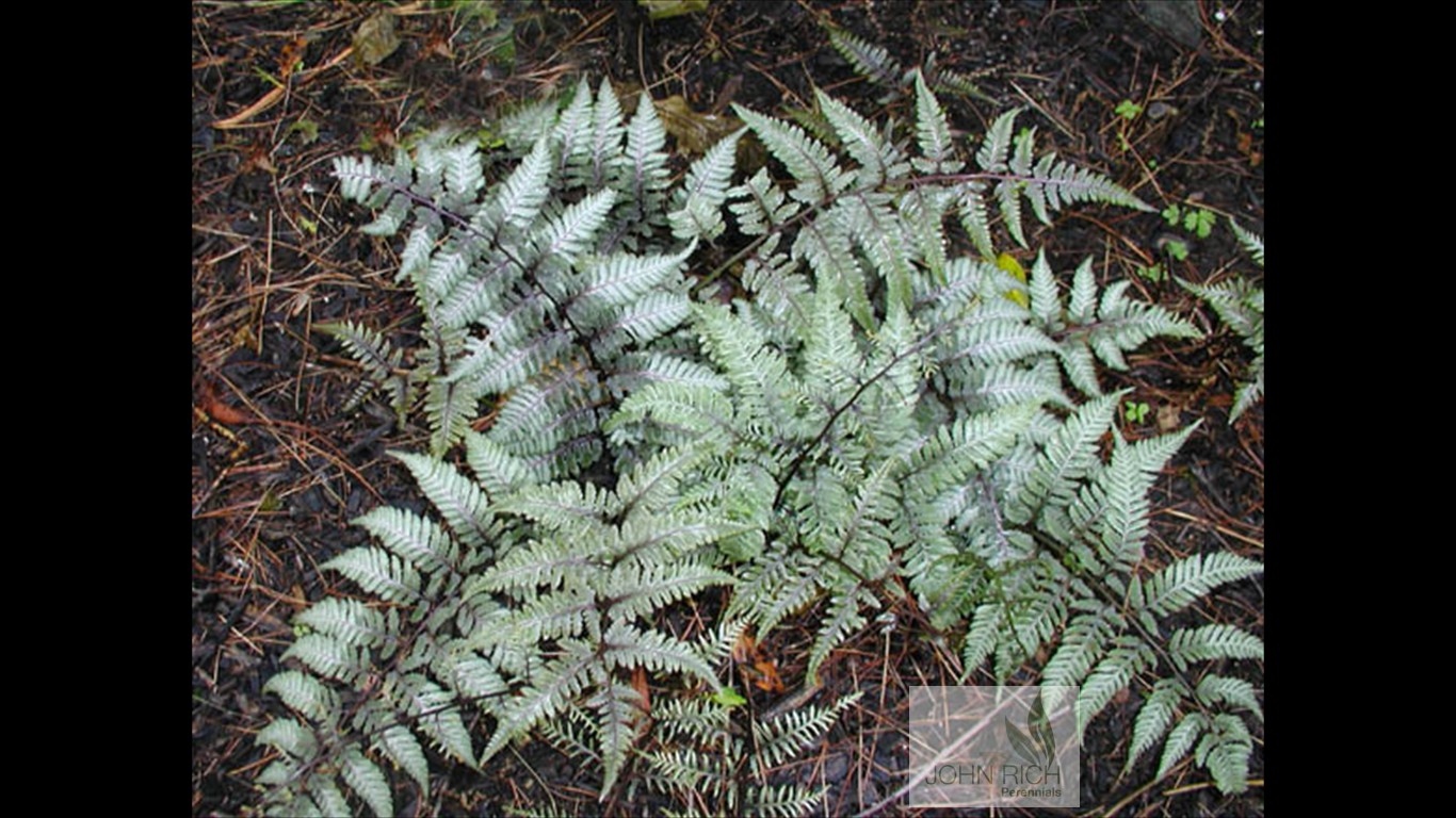 Athyrium niponicum 'Pictum'