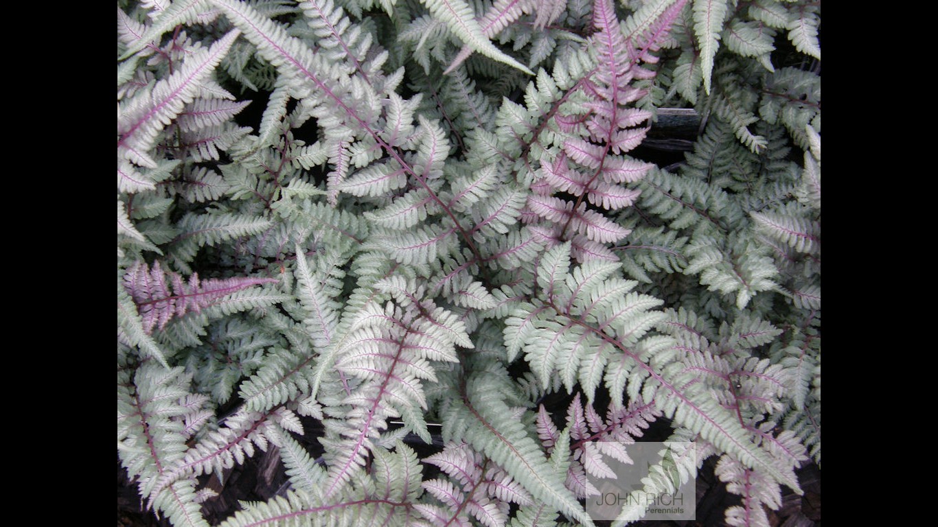 Athyrium niponicum 'Pictum'