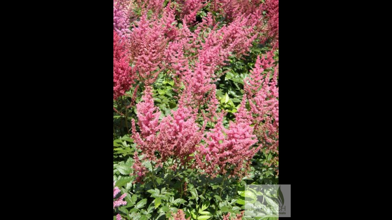 Astilbe arendsii 'August Light'