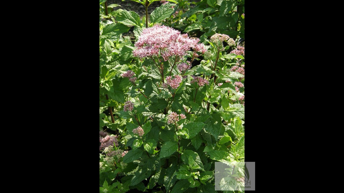 Eupatorium 'Baby Joe'