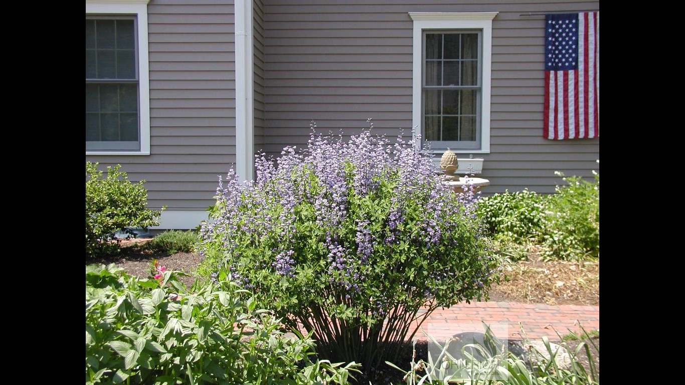 Baptisia 'Purple Smoke'