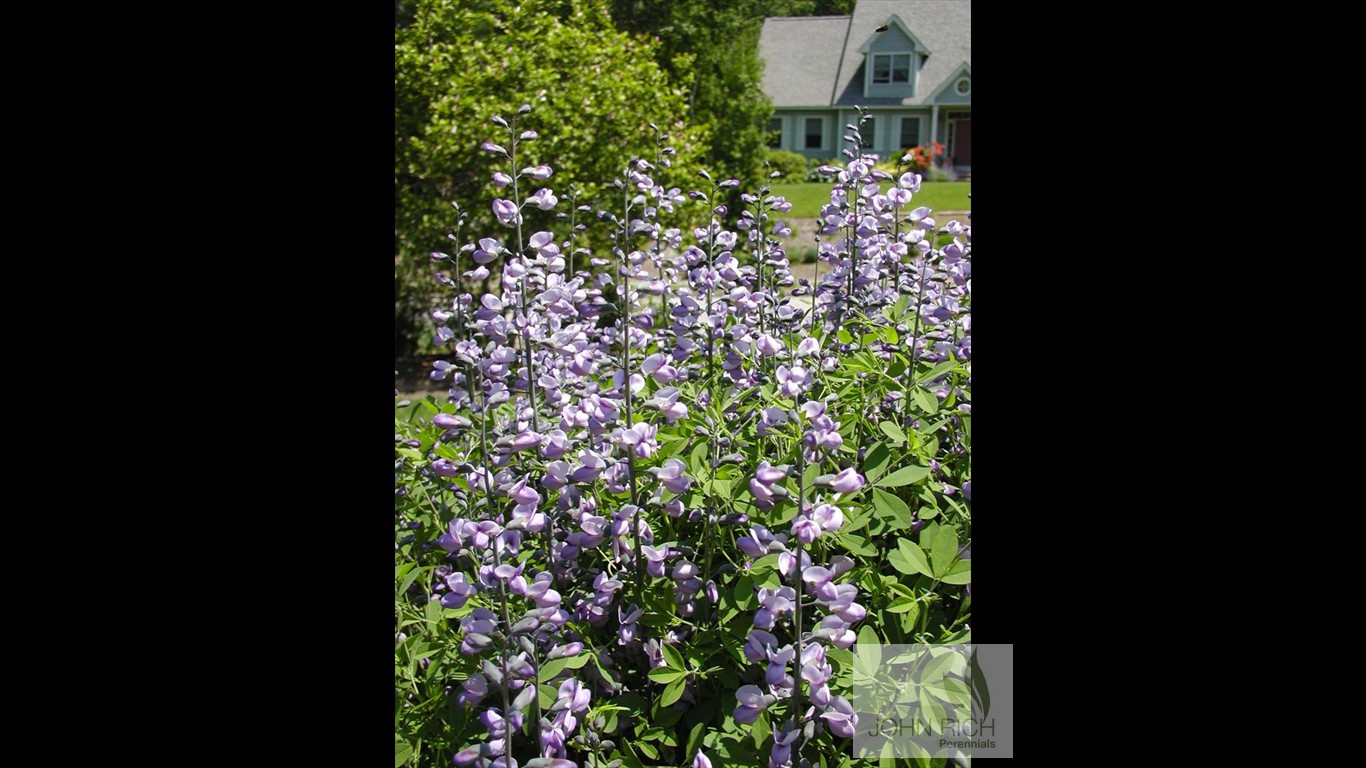 Baptisia 'Purple Smoke'