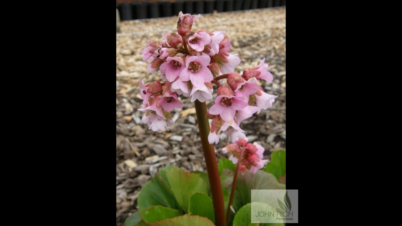 Bergenia ' Baby Doll'