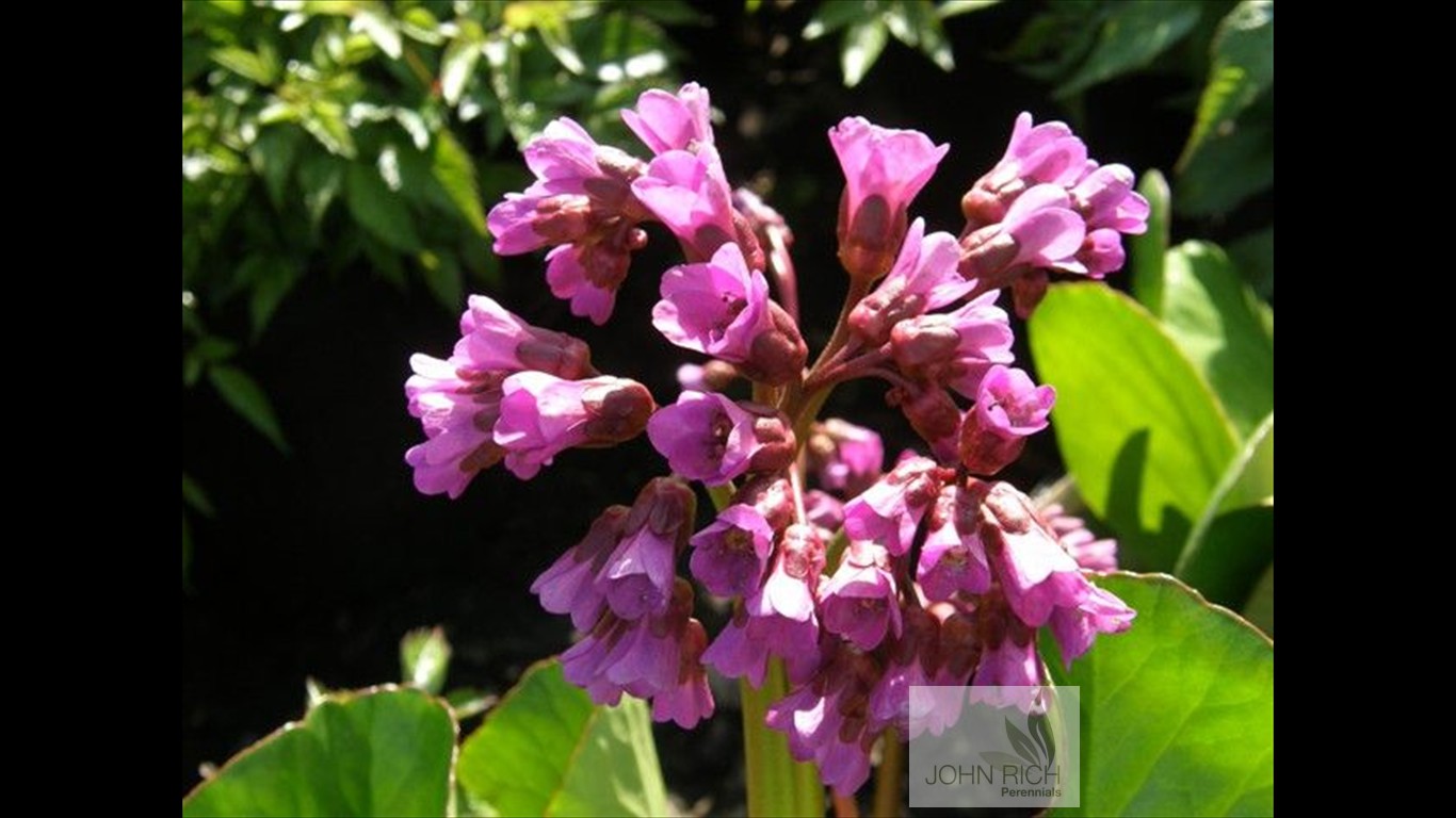 Bergenia cordifolia 'Winterglut'