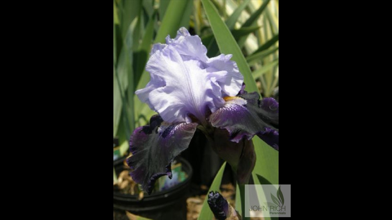 Iris germanica 'Best Bet'