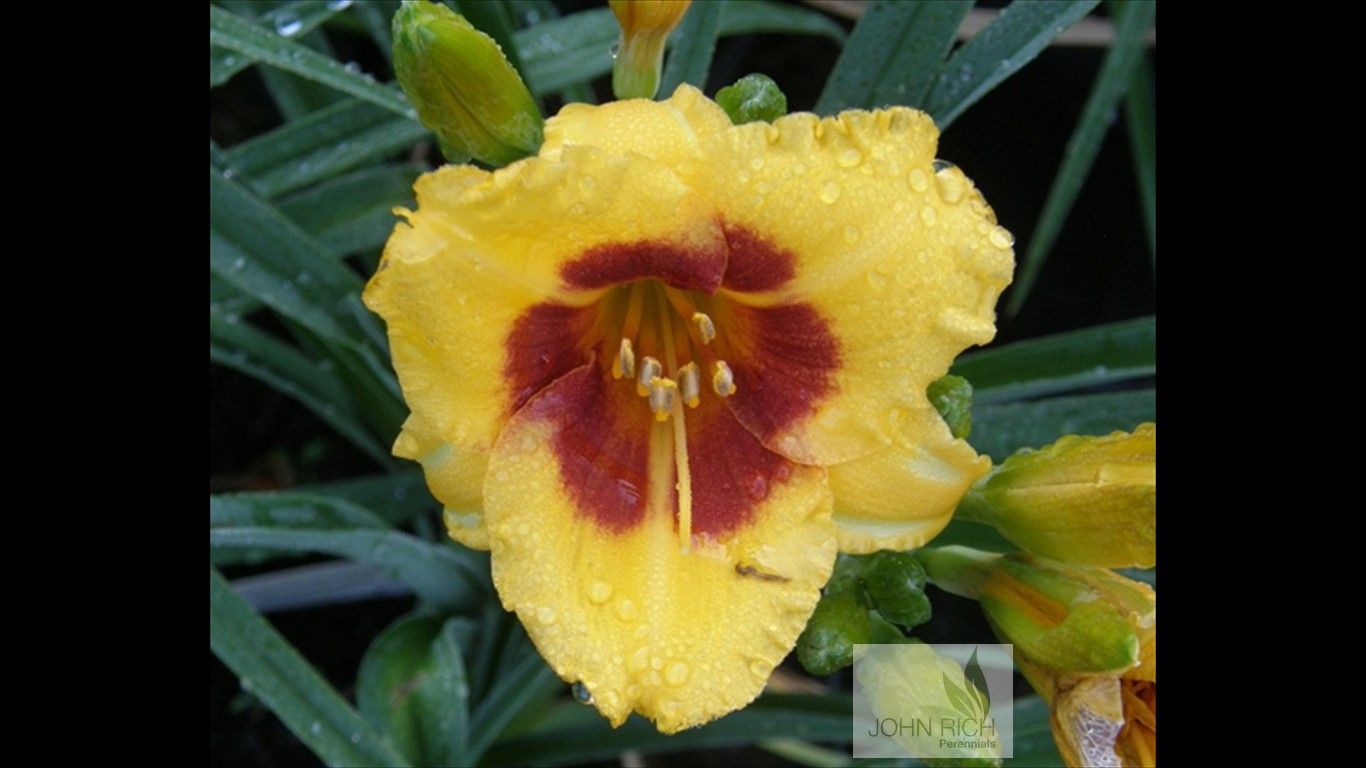 Hemerocallis 'Black Eyed Stella'