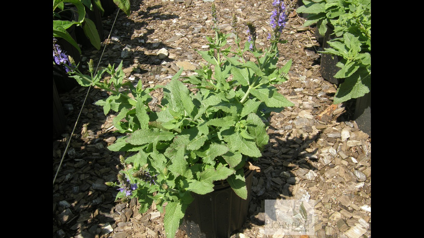 Salvia x sylvestris  'Blue Hill'