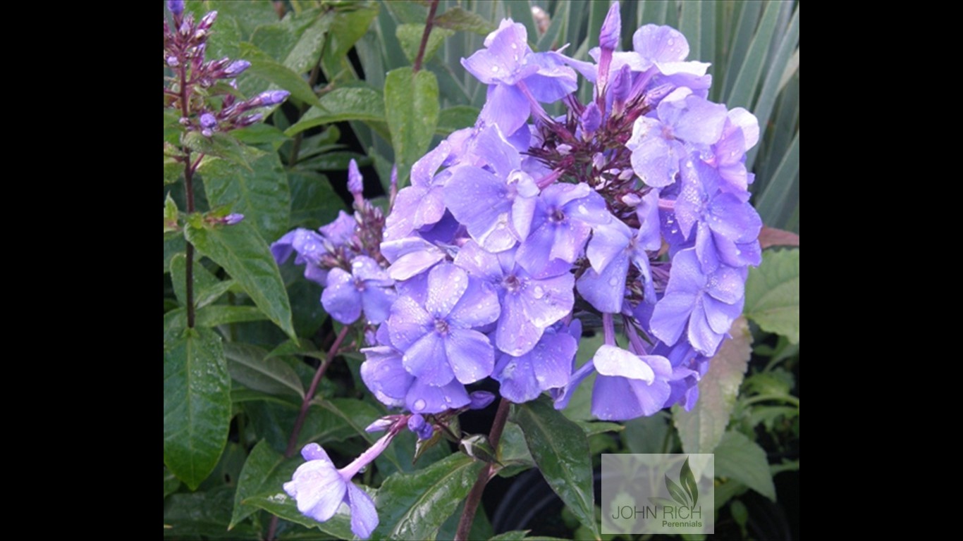 Phlox paniculata 'Blue Paradise'