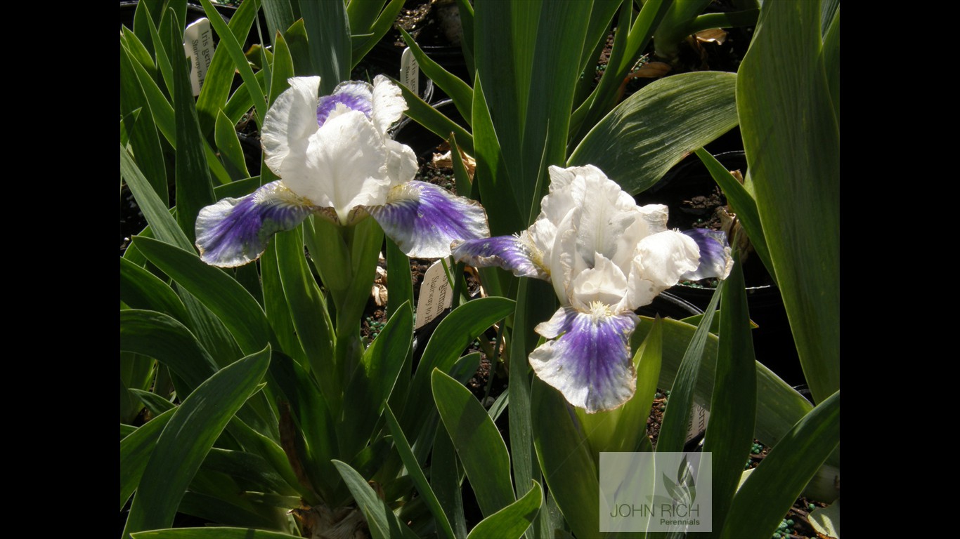 Iris pumila 'Boo'