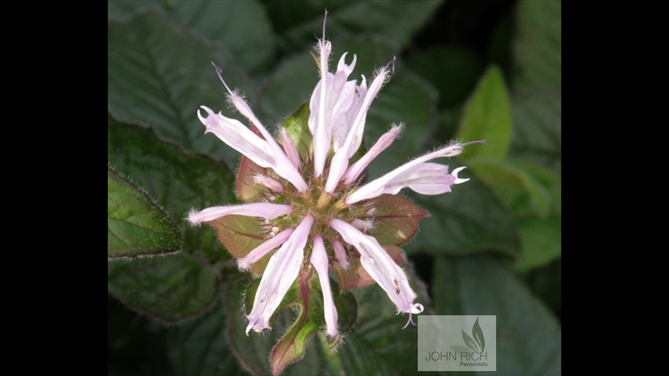 Monarda bradburiana