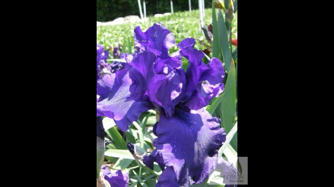 Iris germanica 'Breakers'