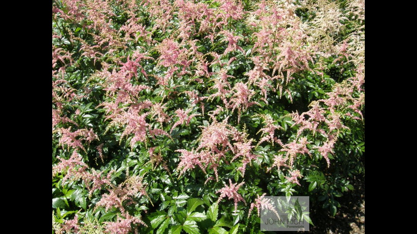 Astilbe arendsii 'Bressingham Beauty'