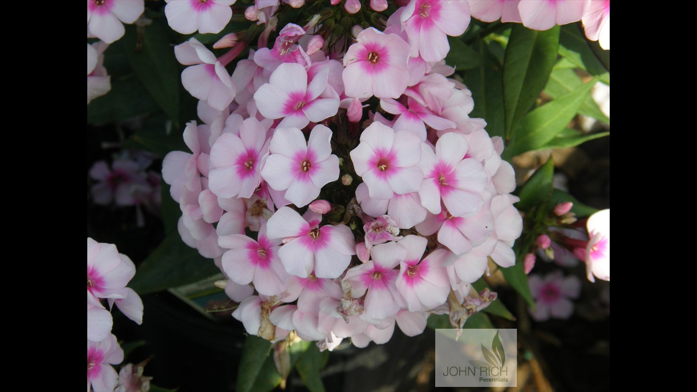 Phlox paniculata 'Bright  Eyes'