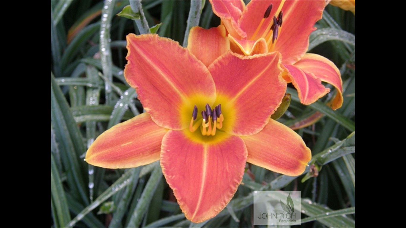 Hemerocallis 'Bright Sunset'