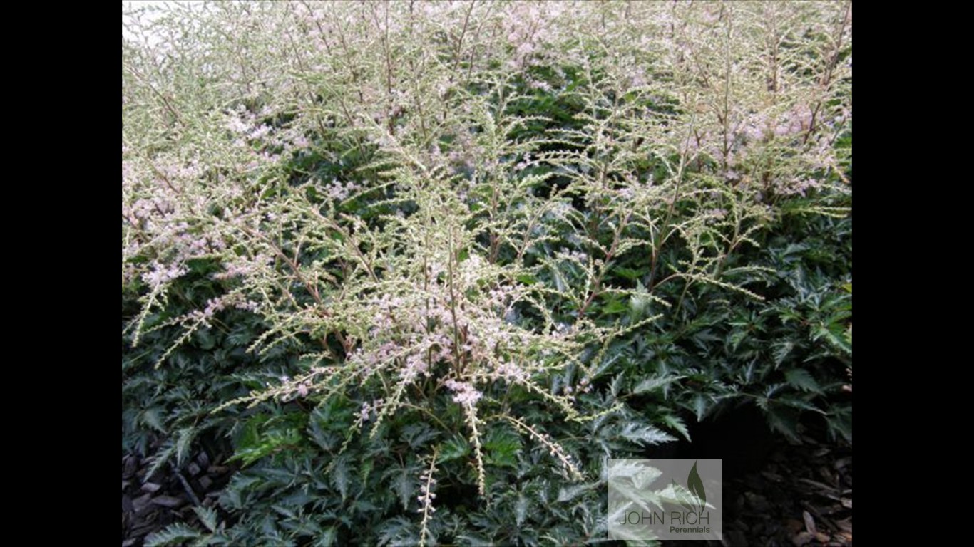 Astilbe simplicifolia 'Bronze Elegans'