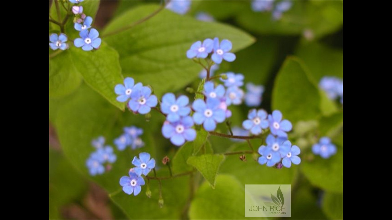 Brunnera macrophylla Blue'