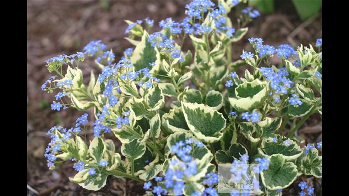 Brunnera macrophylla 'Dawson's white'