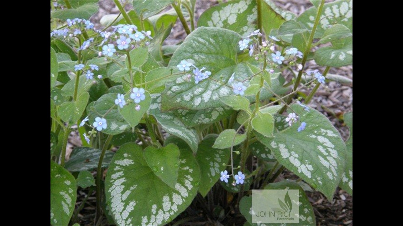 Brunnera macrophylla 'Langtrees