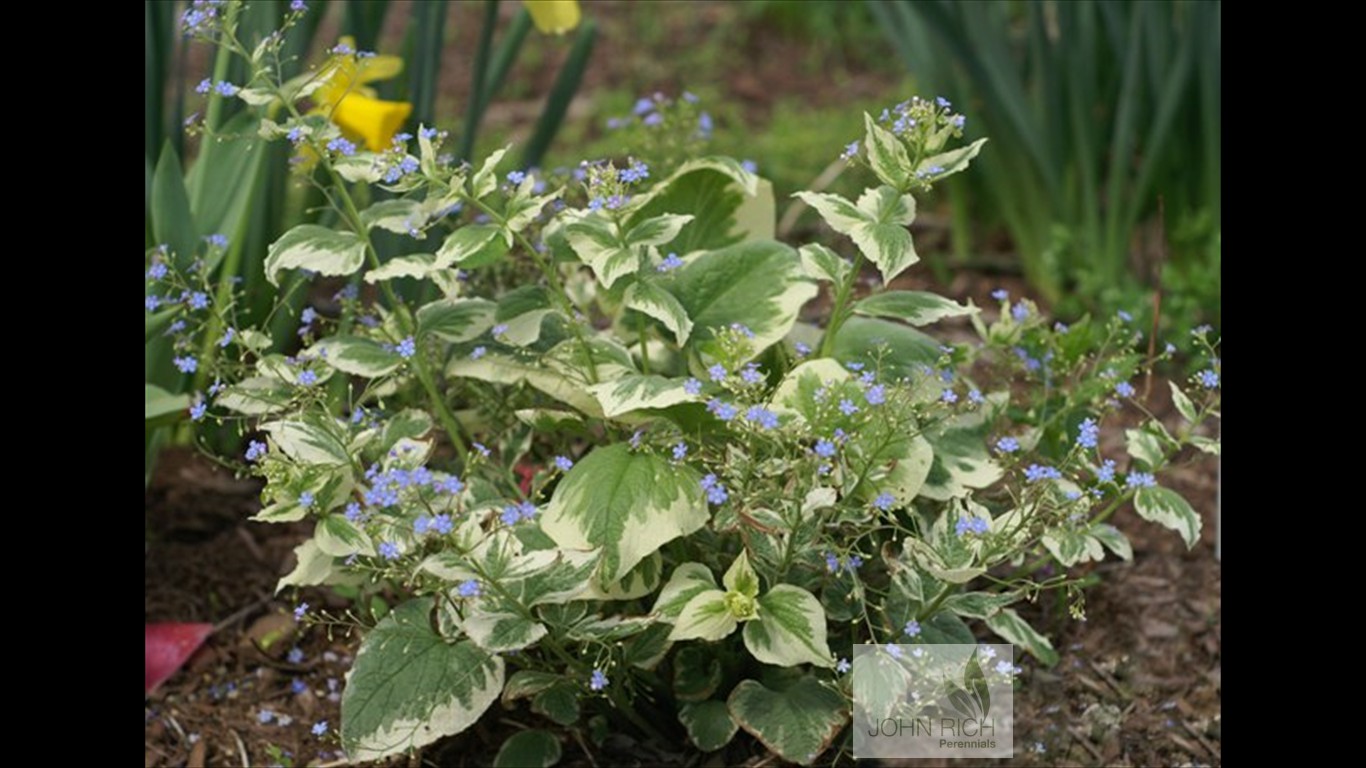 Brunnera macrophylla 'Dawson's White'