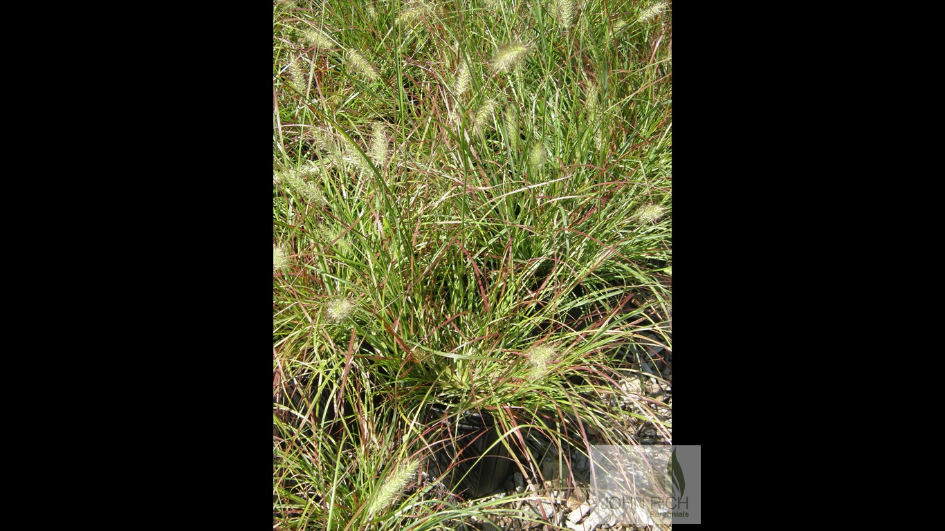 Pennisetum alopecuroides 'Burgundy Bunny'