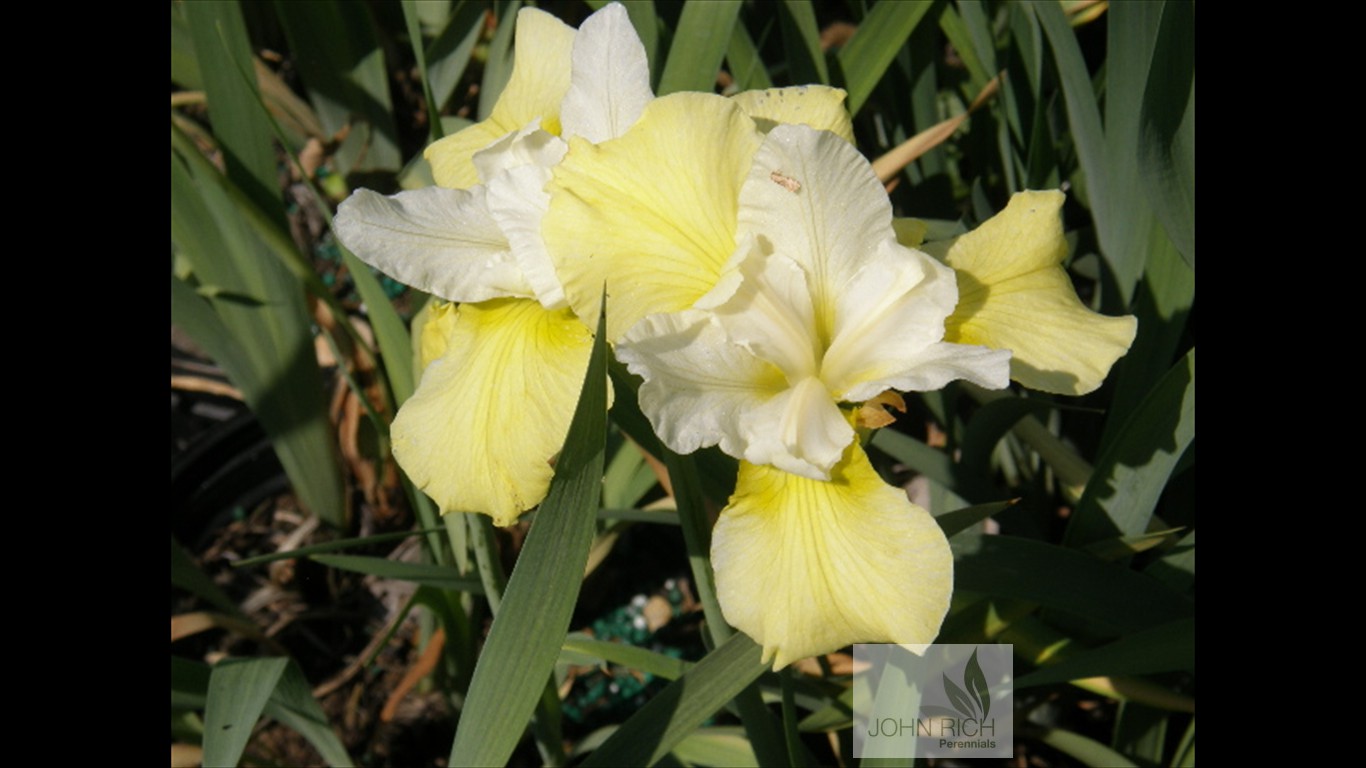 Iris sibirica 'Butter and Sugar'