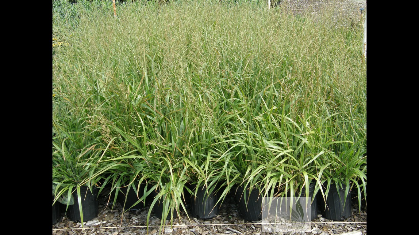 Calamagrostis 'Cheju-do'