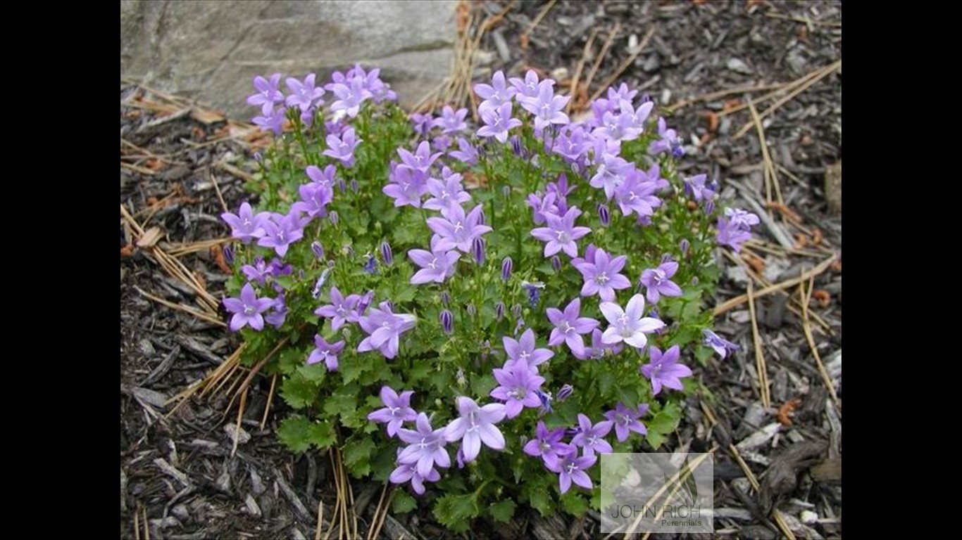 Campanula 'Birch's Hybrid'