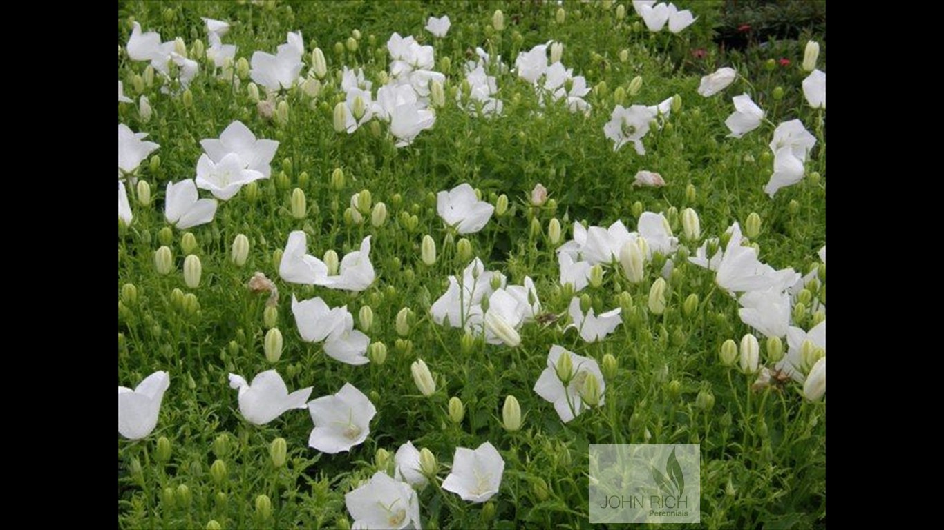 Campanula carpatica 'White Uniform'