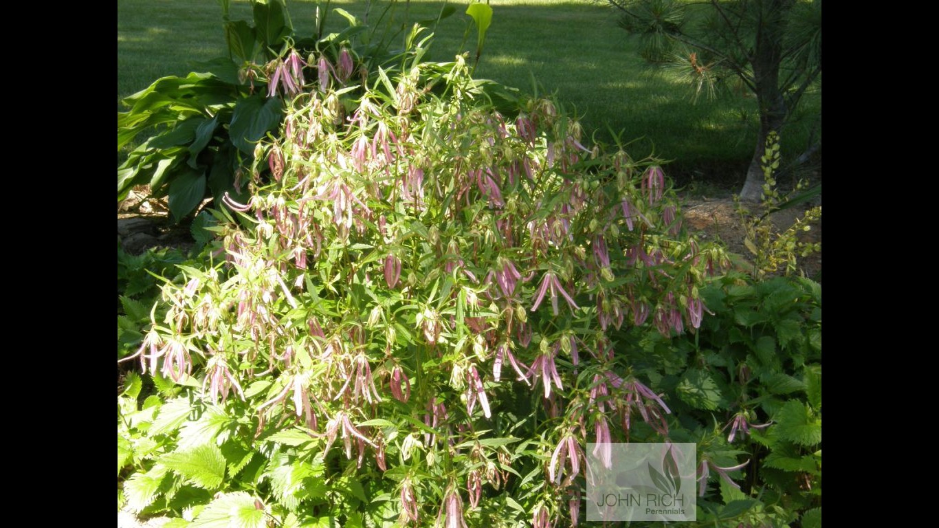 Campanula 'Pink Octopus'