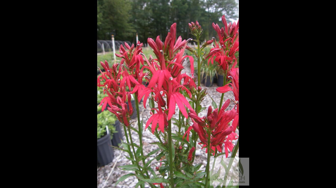 Lobelia cardinalis