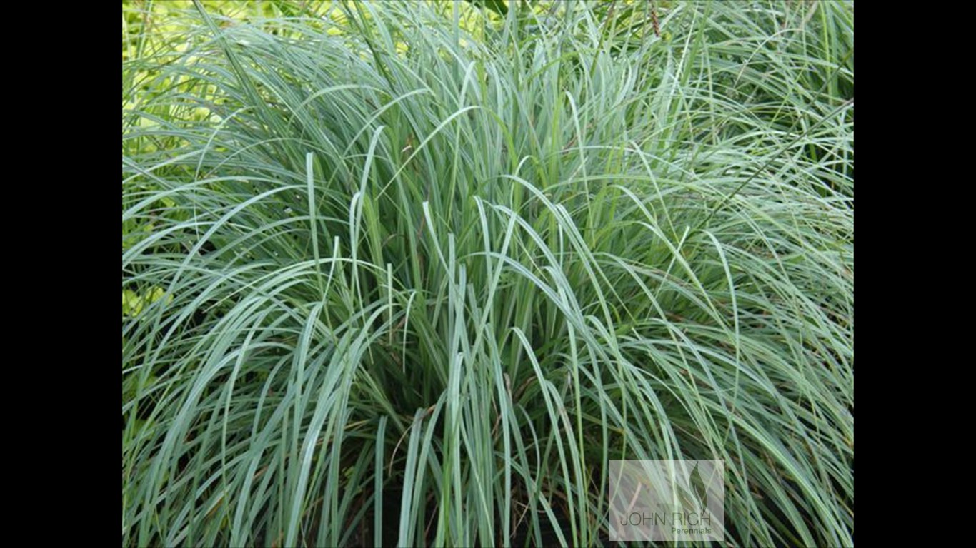 Carex glauca 'Blue Zinger'