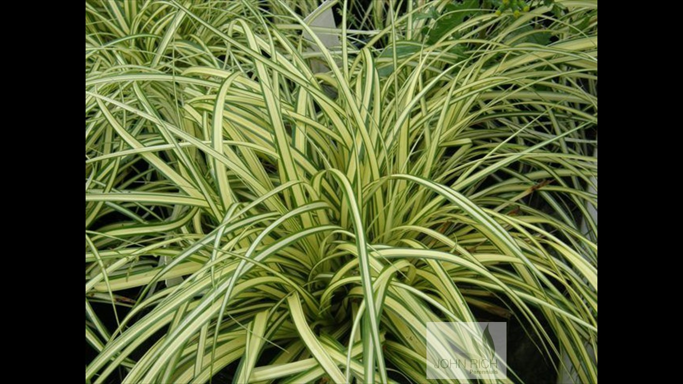 Carex oshimensis 'Evergold'