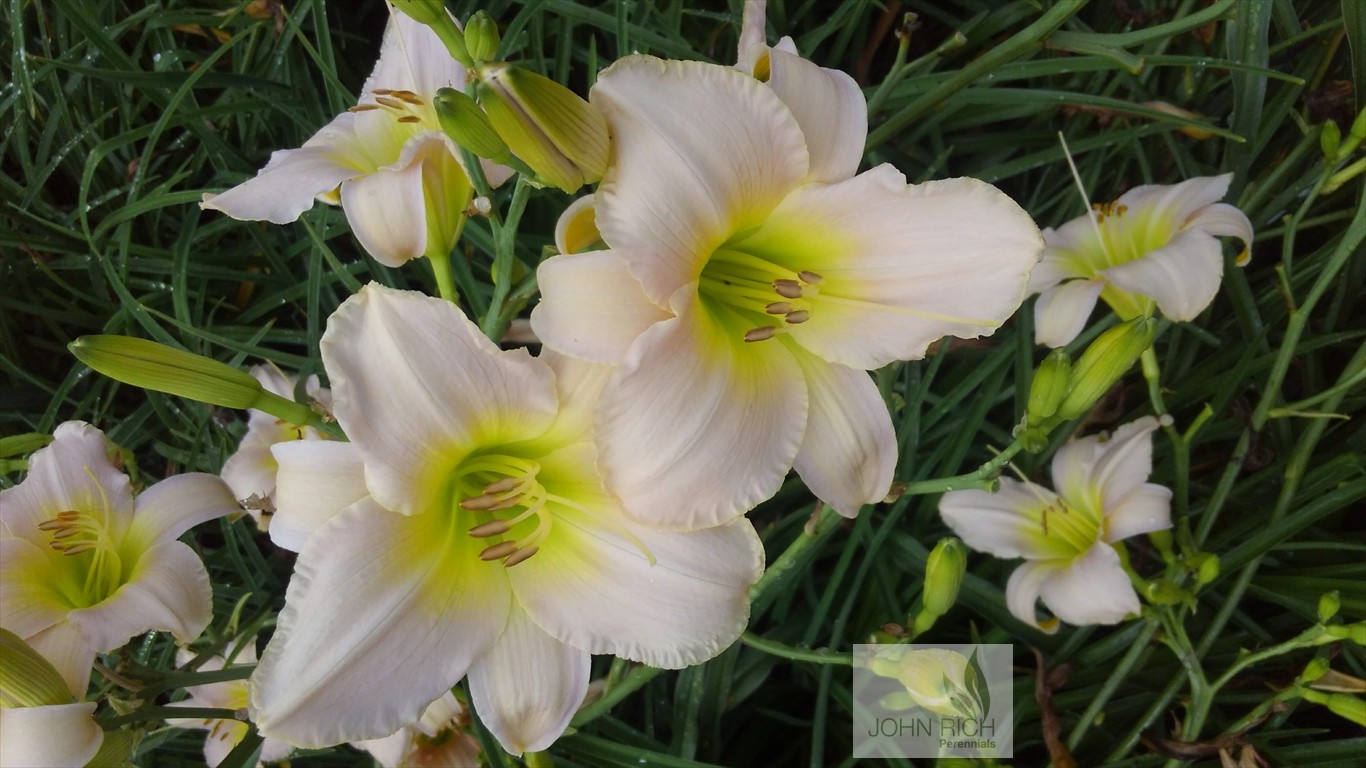 Hemerocallis 'Catherine Woodbury'