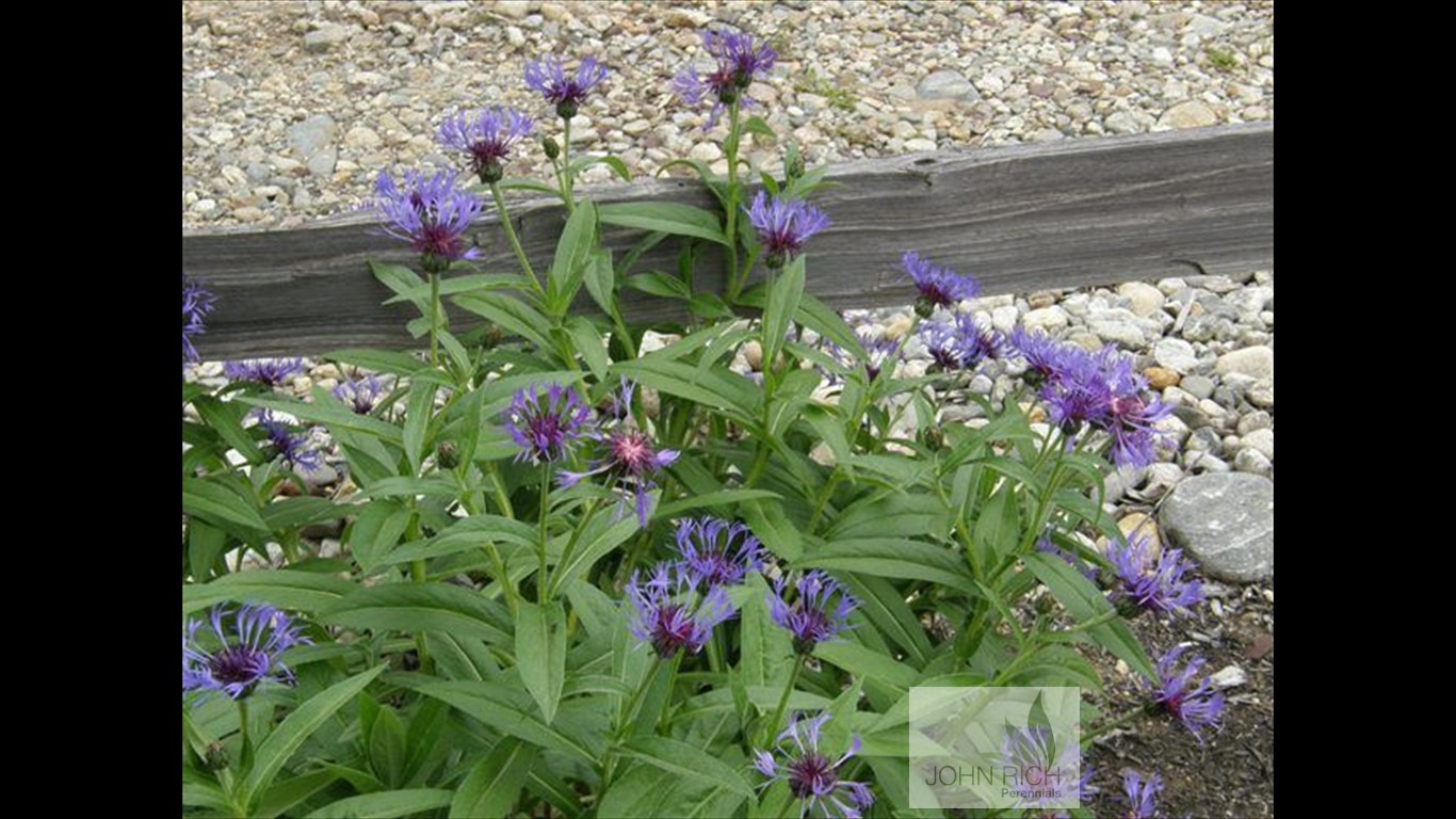 Centaurea montana 'Blue'