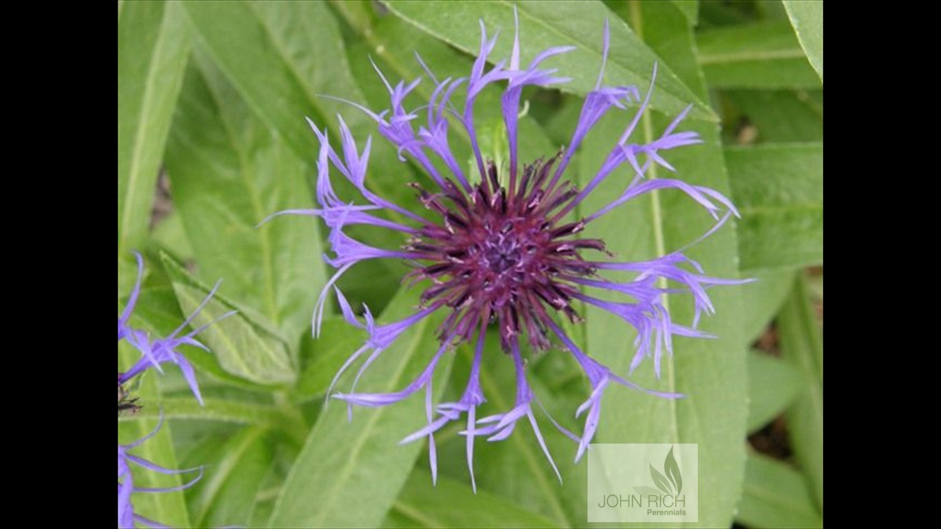 Centaurea montana 'Blue'