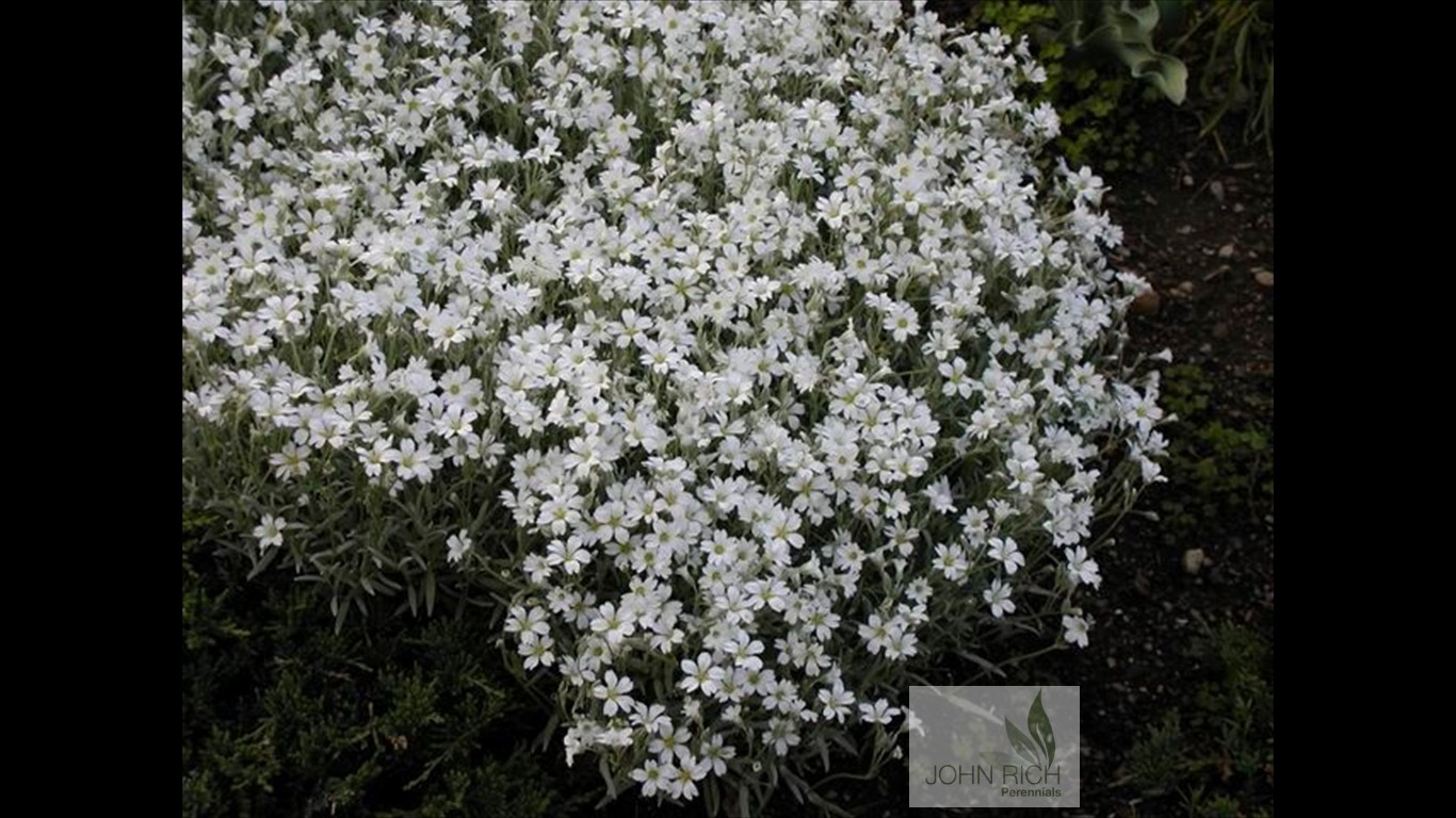 Cerastium tomentosum 'Yoyo'