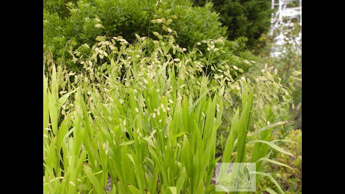 Chasmanthium latifolium