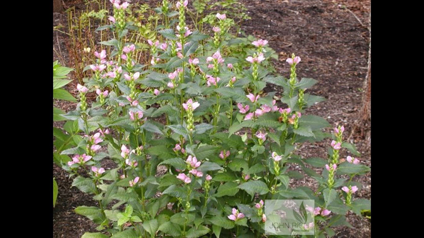 Chelone lyonii