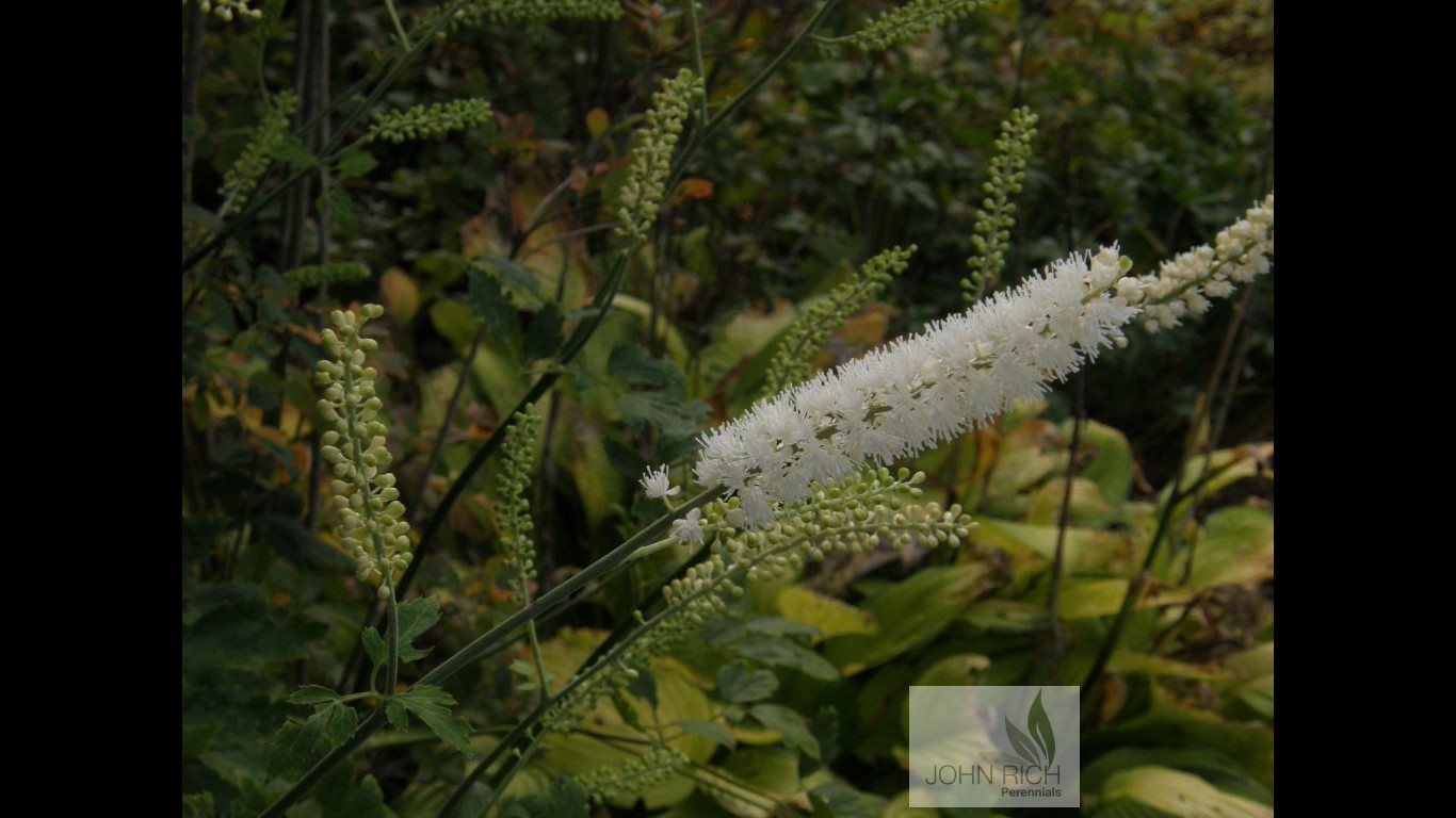 Cimicifuga ramosa 'White Pearl'