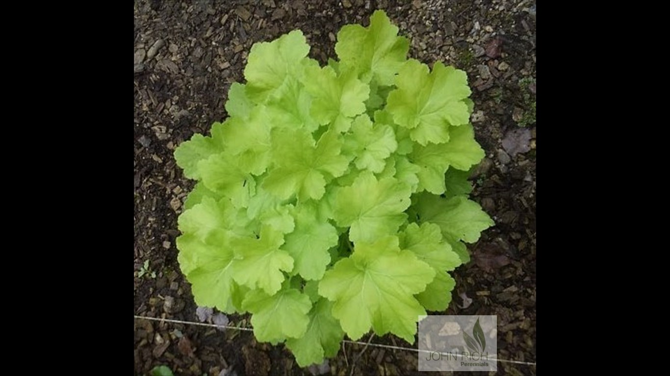 Heuchera 'Citronelle'