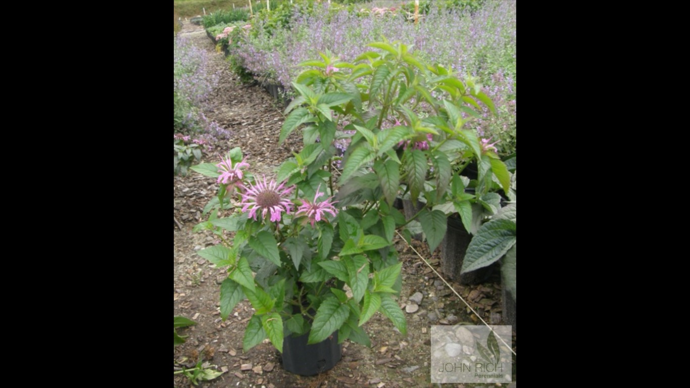 Monarda fistulosa 'Claire Grace'