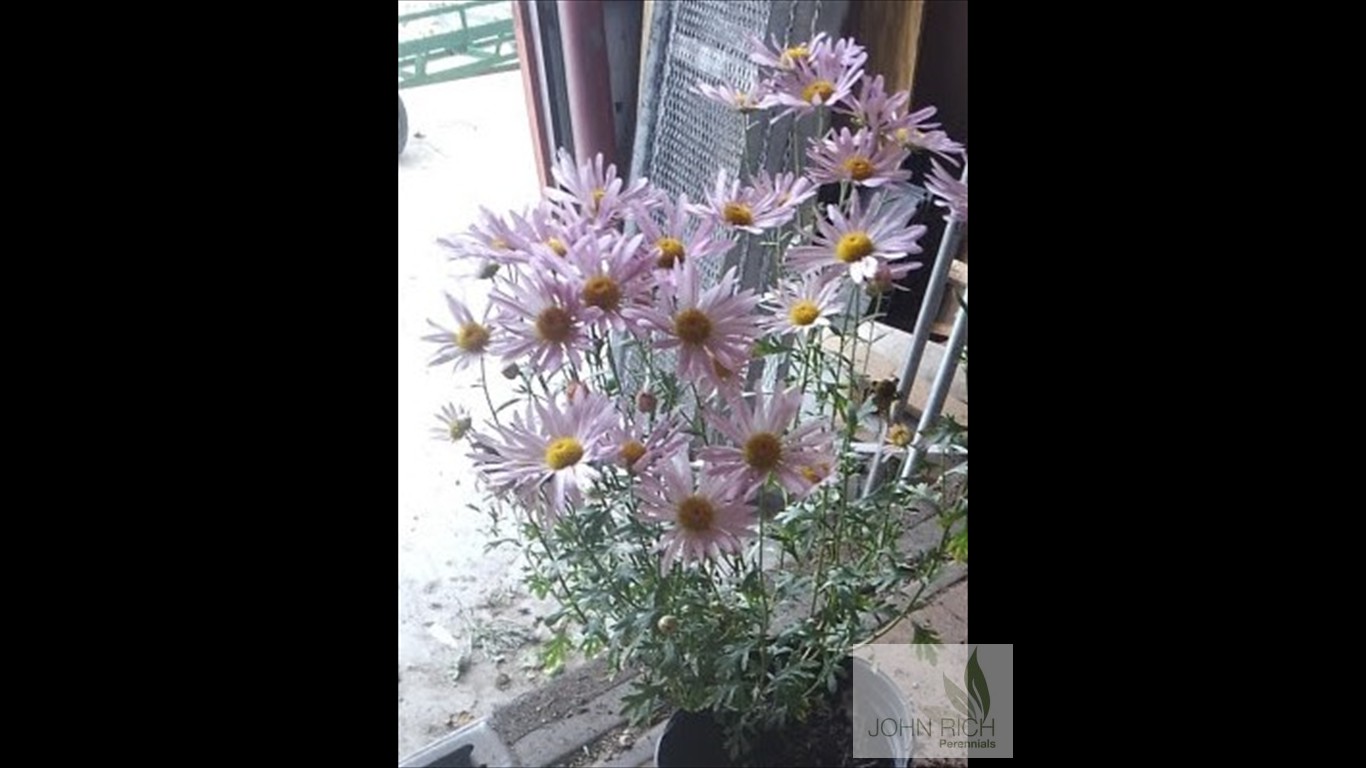 Chrysanthemum 'Clara Curtiss'