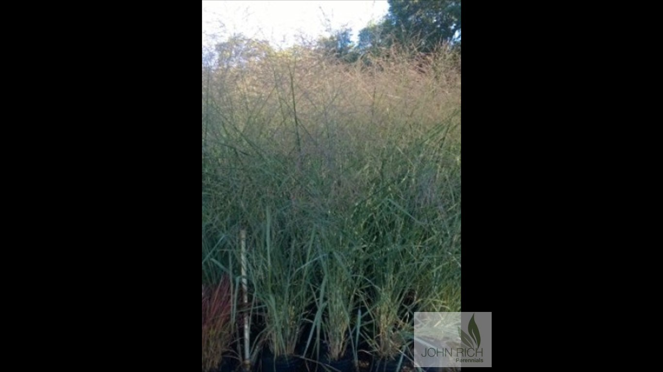 Panicum virgatum 'Cloud Nine'