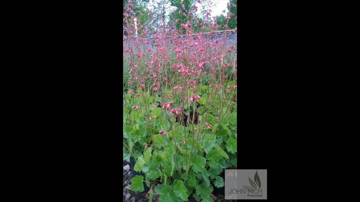 Heuchera sanguinea 'Coral Cloud'