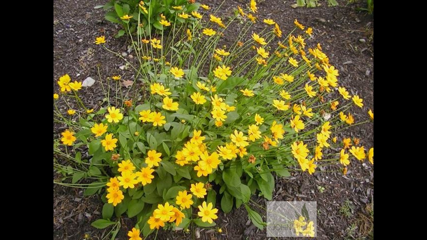 Coreopsis auriculata 'Nana'