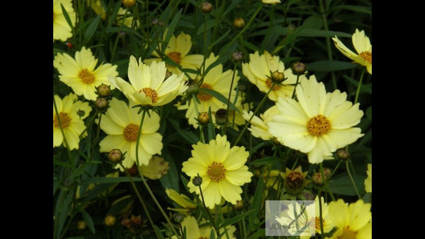 Coreopsis 'Full Moon'