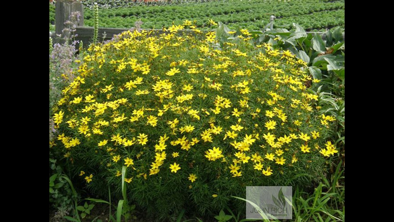 Coreopsis verticillata 'Zagreb'