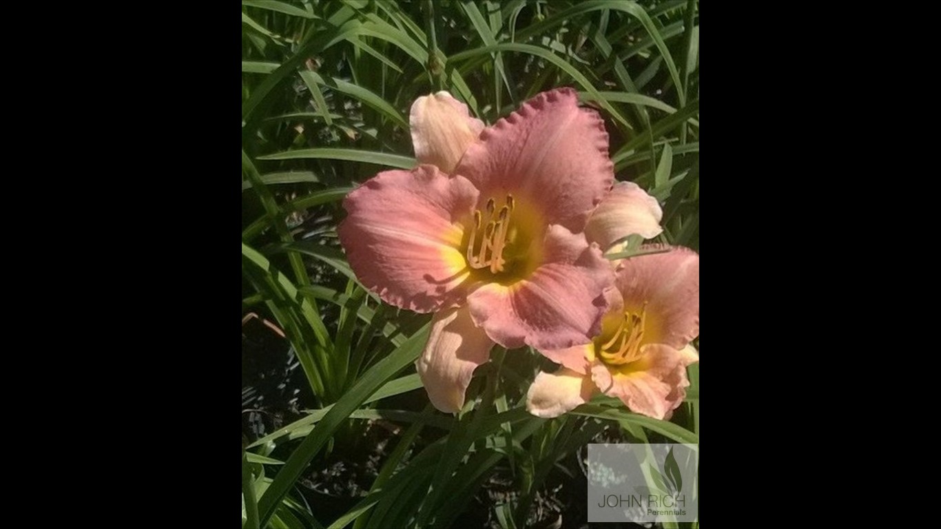 Hemerocallis 'Country Uncle'