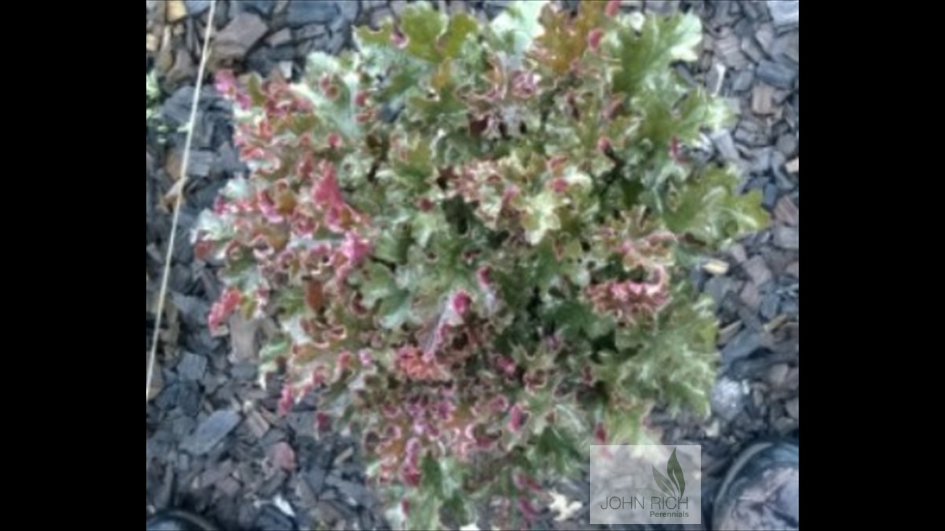 Heuchera 'Crimson Curls'